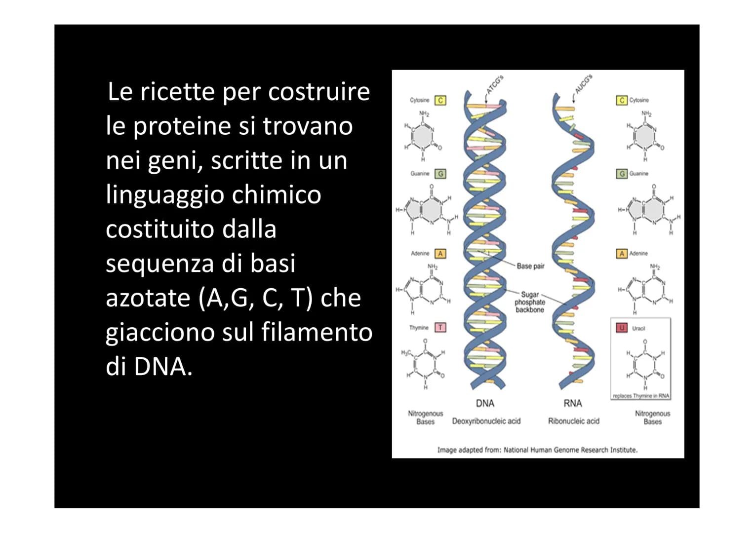 LA SINTESI PROTEICA
لا لا هي
14101 Dallo studio del materiale genetico delle cellule si
comprende che le informazioni vengono
immagazzinate 