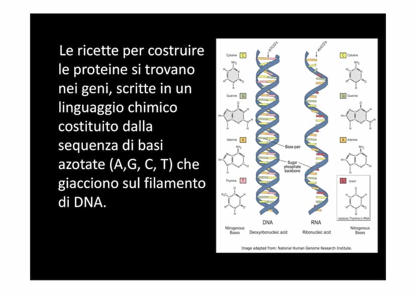 LA SINTESI PROTEICA
لا لا هي
14101 Dallo studio del materiale genetico delle cellule si
comprende che le informazioni vengono
immagazzinate 
