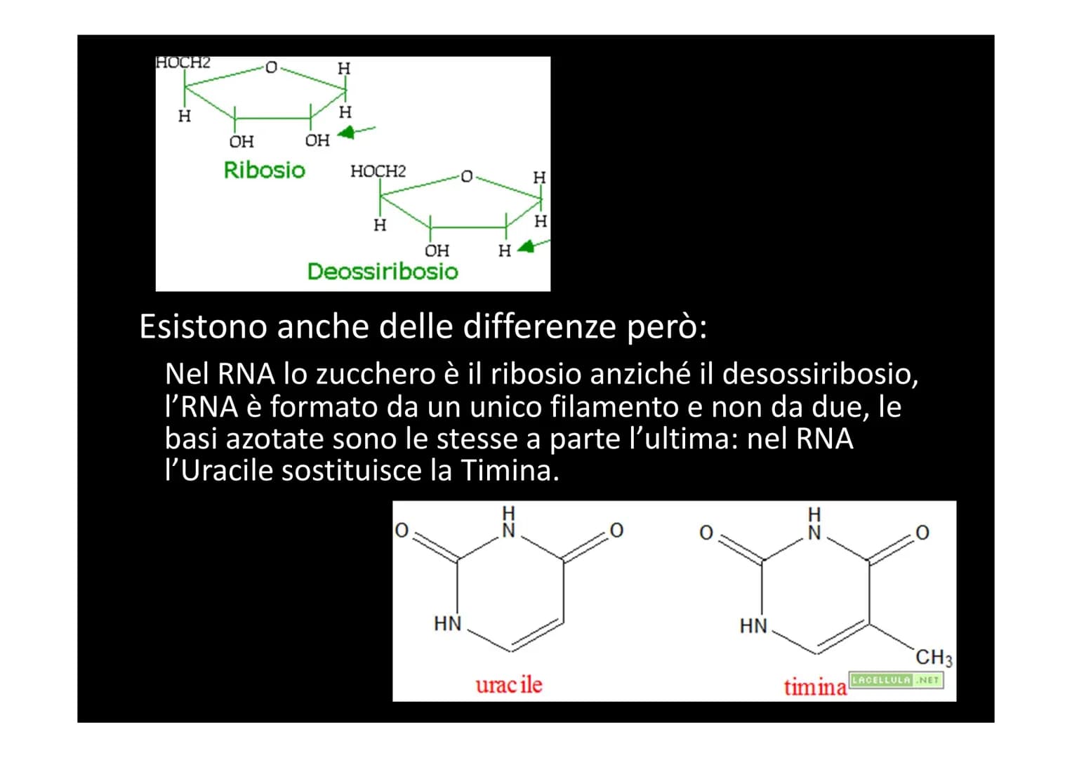 LA SINTESI PROTEICA
لا لا هي
14101 Dallo studio del materiale genetico delle cellule si
comprende che le informazioni vengono
immagazzinate 