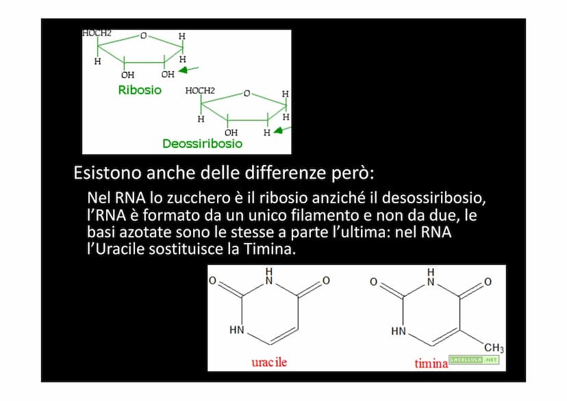 LA SINTESI PROTEICA
لا لا هي
14101 Dallo studio del materiale genetico delle cellule si
comprende che le informazioni vengono
immagazzinate 