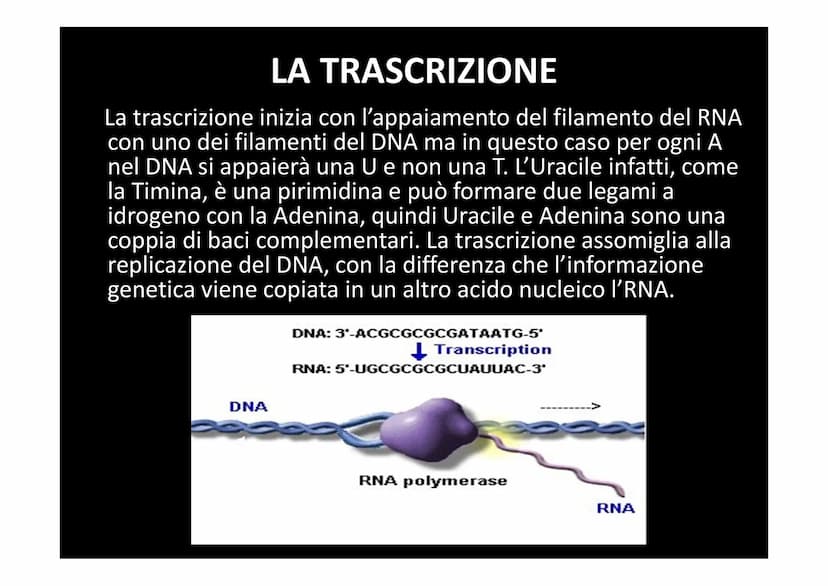 LA SINTESI PROTEICA
لا لا هي
14101 Dallo studio del materiale genetico delle cellule si
comprende che le informazioni vengono
immagazzinate 
