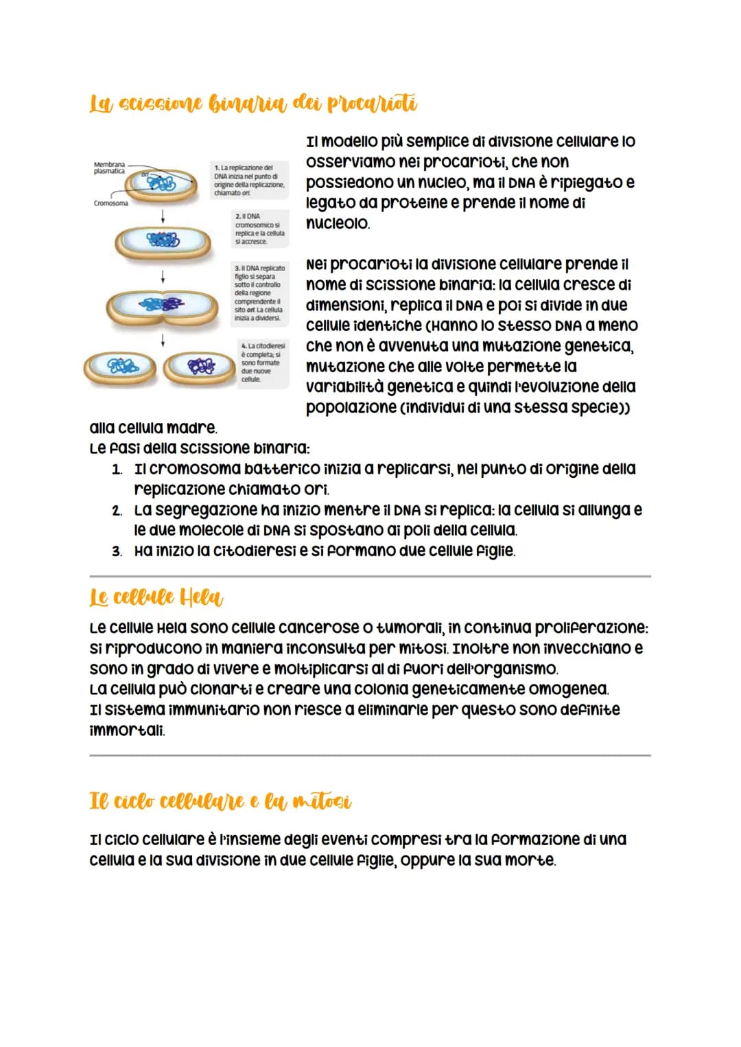 La divisione cellulare
avviene per
scissione binaria
nei procarioti
LEZIONE 1
La divisione cellulare
negli eucarioti può essere
asessuata, a