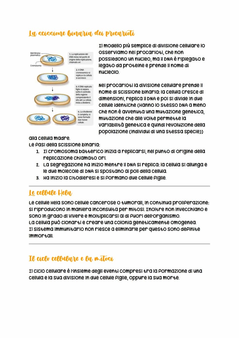 La divisione cellulare
avviene per
scissione binaria
nei procarioti
LEZIONE 1
La divisione cellulare
negli eucarioti può essere
asessuata, a