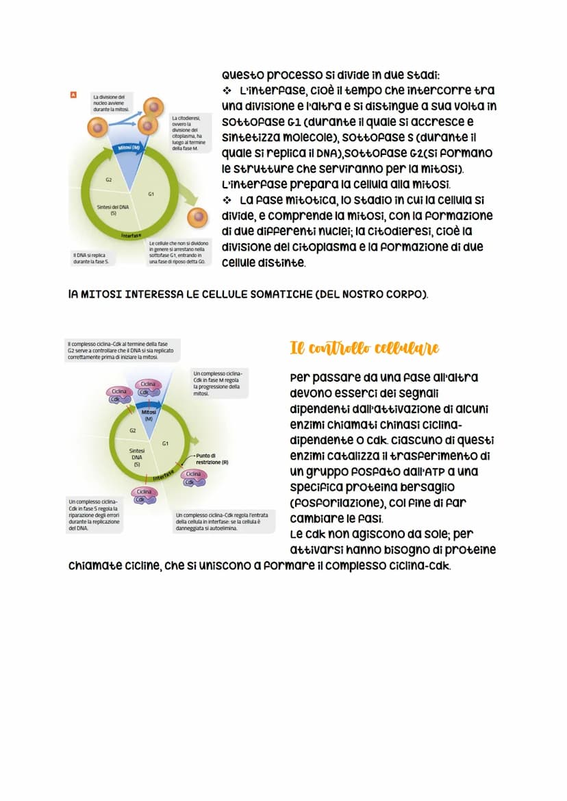 La divisione cellulare
avviene per
scissione binaria
nei procarioti
LEZIONE 1
La divisione cellulare
negli eucarioti può essere
asessuata, a
