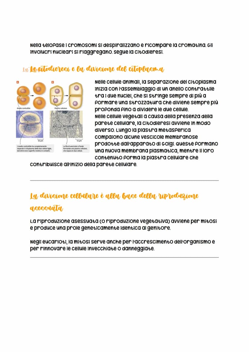La divisione cellulare
avviene per
scissione binaria
nei procarioti
LEZIONE 1
La divisione cellulare
negli eucarioti può essere
asessuata, a