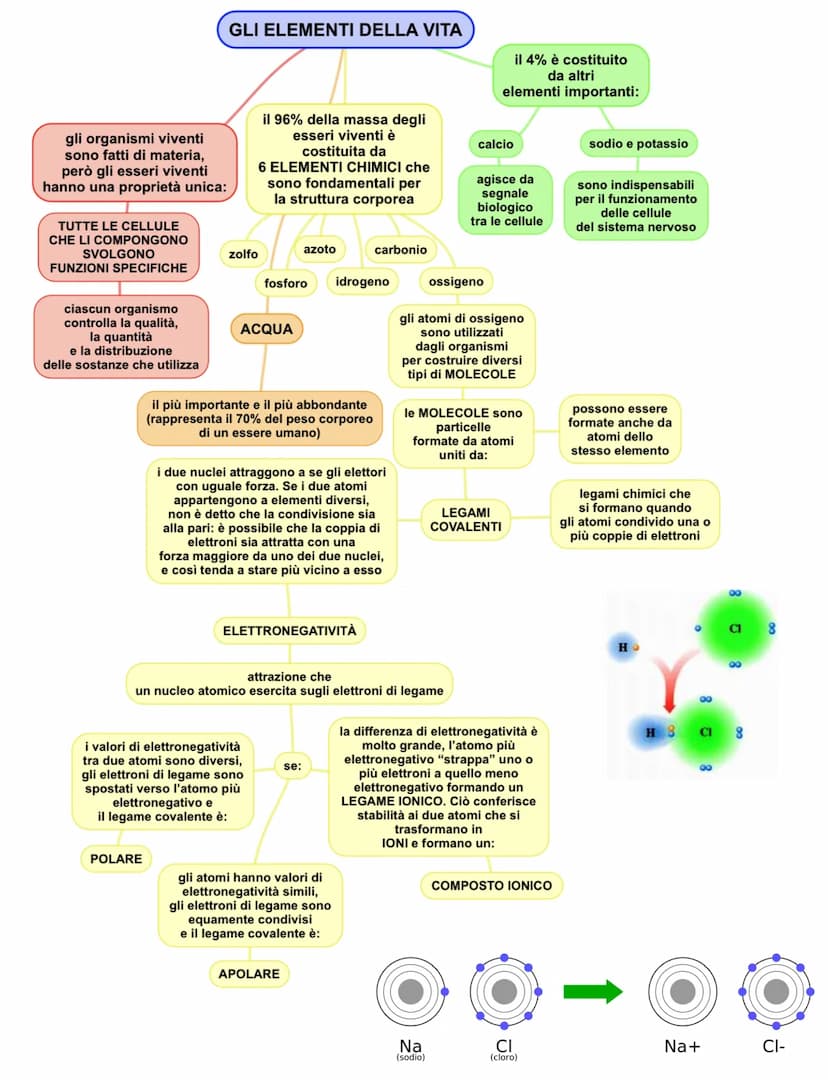 gli organismi viventi
sono fatti di materia,
però gli esseri viventi
hanno una proprietà unica:
TUTTE LE CELLULE
CHE LI COMPONGONO
SVOLGONO
