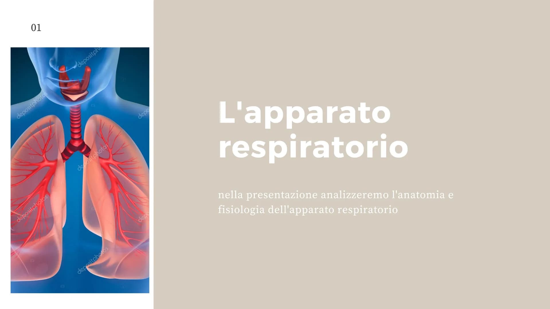 01
depositphotos
depositphotos
depositpho
depositphotos
depositphotos
depo
depo
L'apparato
respiratorio
nella presentazione analizzeremo l'a
