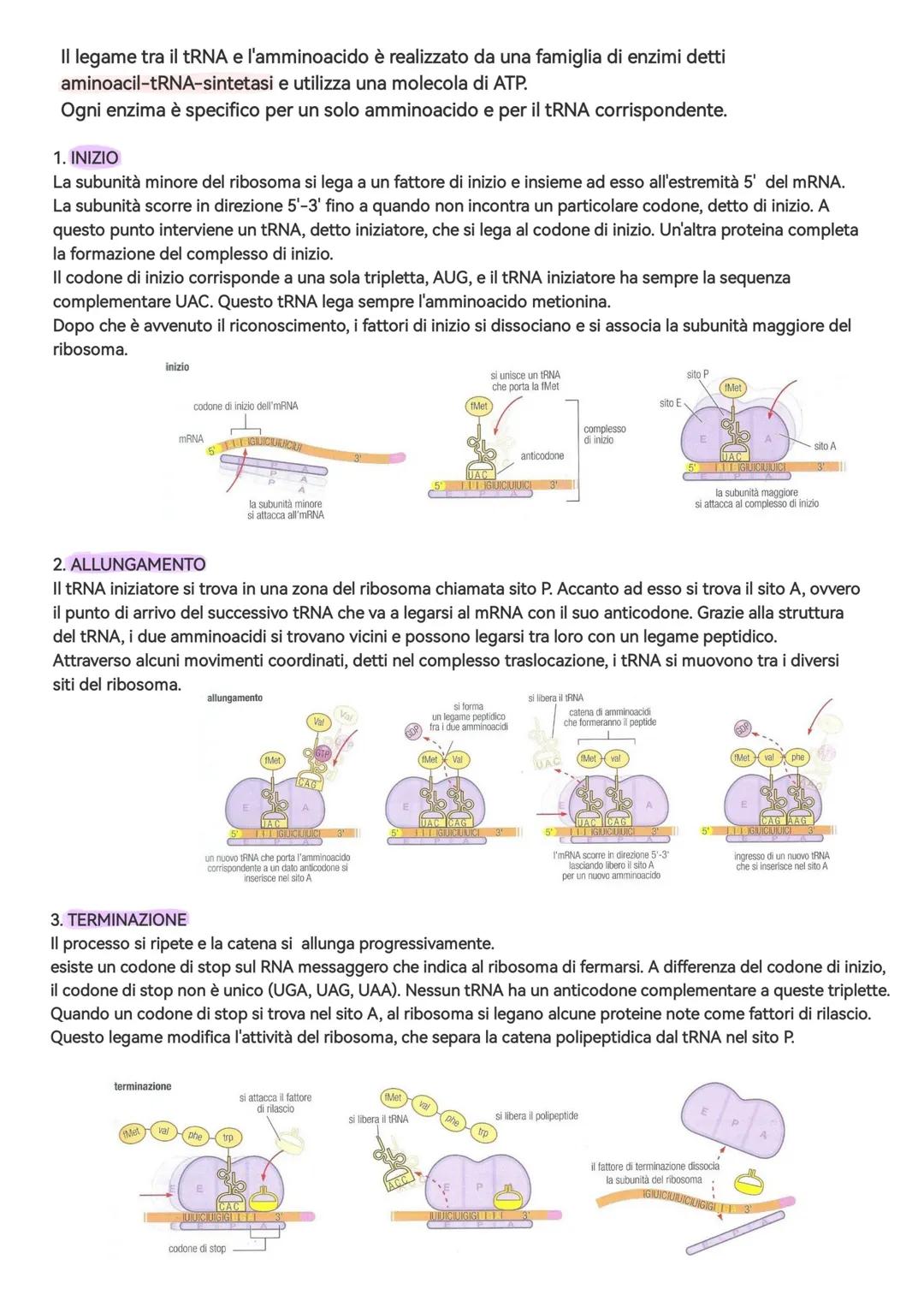 Il processo avviene nel citoplasma, su strutture che prendono il nome di ribosomi
Ogni ribosoma è costituito da due subunità: una subunità m