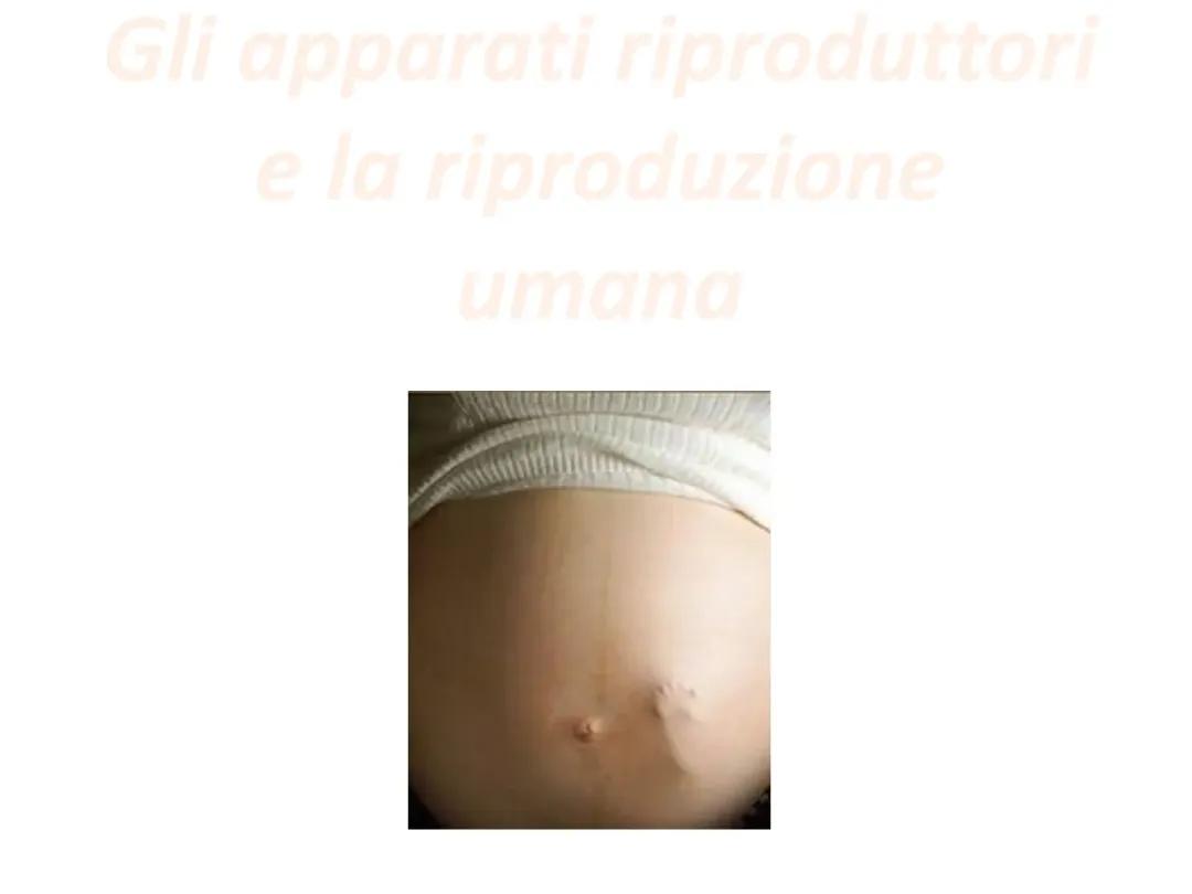 APPARATO RIPRODUTTORE E RIPRODUZIONE UMANA 