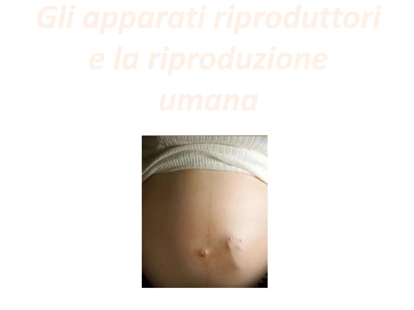 Gli apparati riproduttori
e la riproduzione Tutti gli organi del
corpo hanno la
funzione di assicurare
la sopravvivenza del
singolo individu