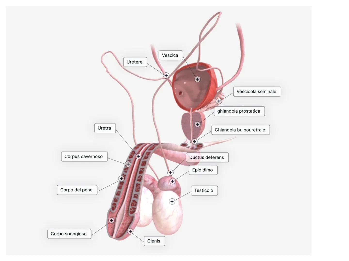 Gli apparati riproduttori
e la riproduzione Tutti gli organi del
corpo hanno la
funzione di assicurare
la sopravvivenza del
singolo individu