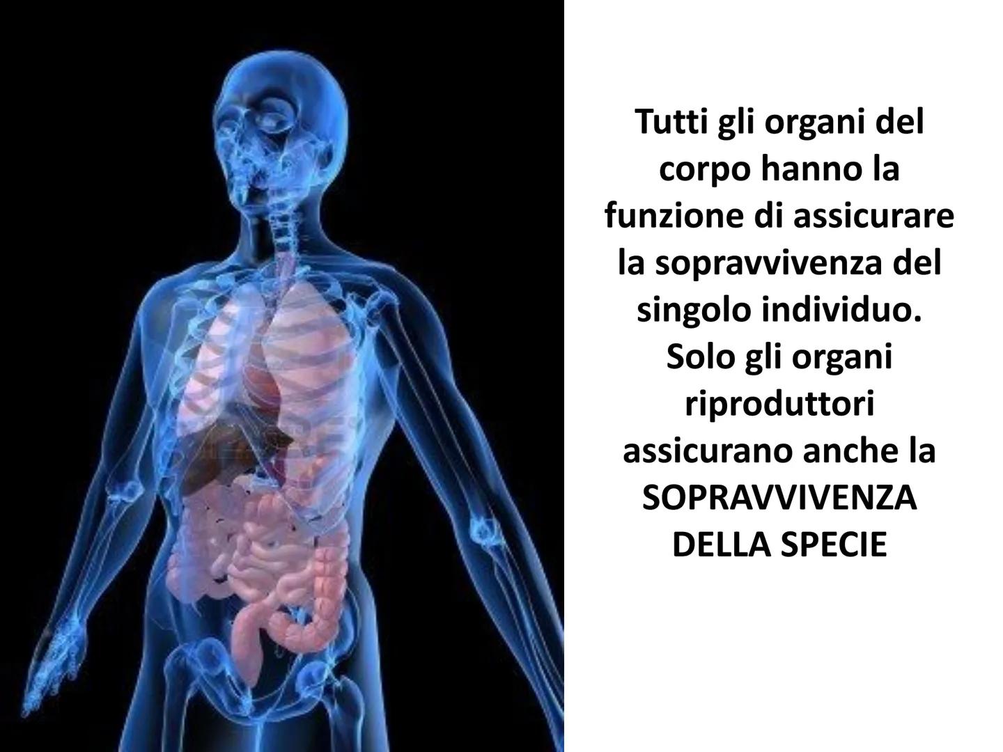 Gli apparati riproduttori
e la riproduzione Tutti gli organi del
corpo hanno la
funzione di assicurare
la sopravvivenza del
singolo individu