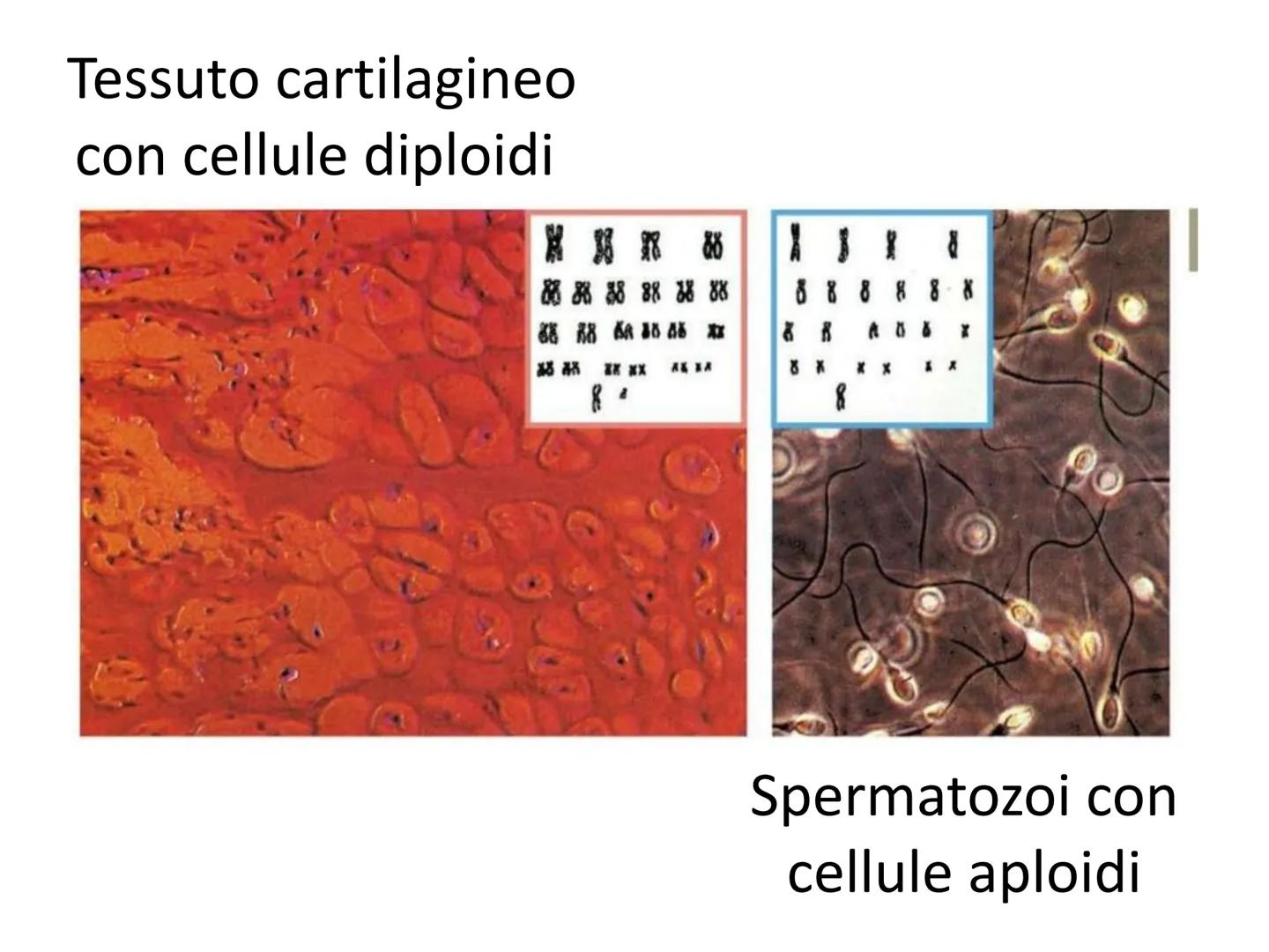 Gli apparati riproduttori
e la riproduzione Tutti gli organi del
corpo hanno la
funzione di assicurare
la sopravvivenza del
singolo individu