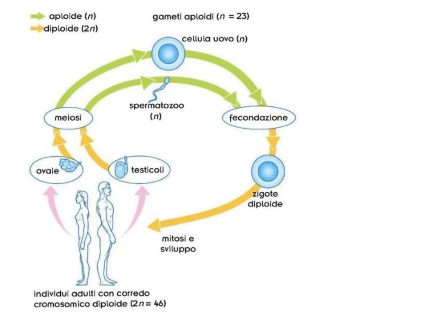 Gli apparati riproduttori
e la riproduzione Tutti gli organi del
corpo hanno la
funzione di assicurare
la sopravvivenza del
singolo individu