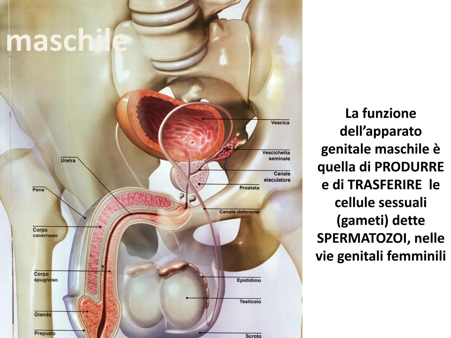 Gli apparati riproduttori
e la riproduzione Tutti gli organi del
corpo hanno la
funzione di assicurare
la sopravvivenza del
singolo individu