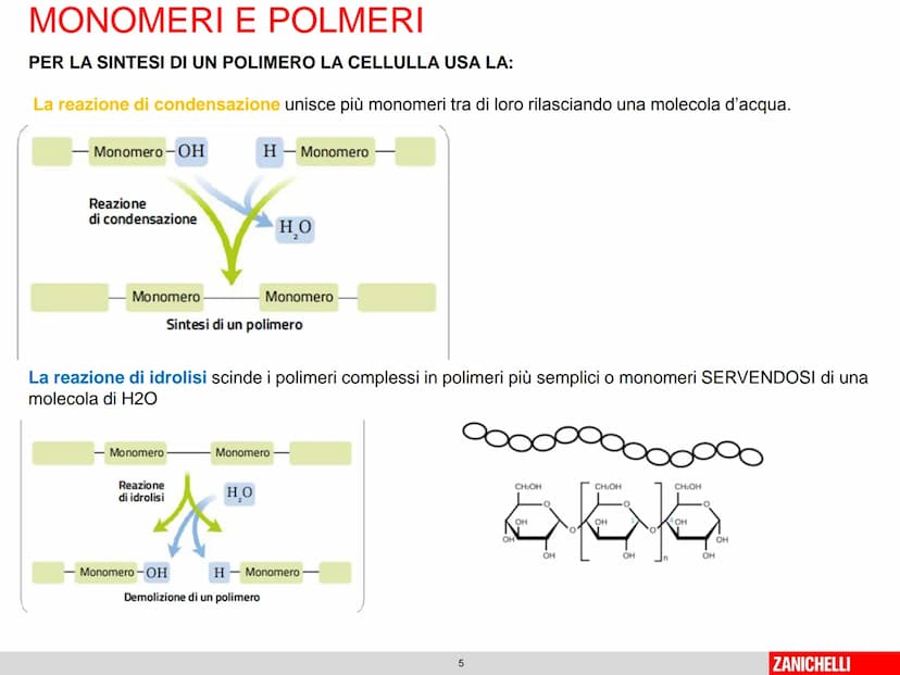 804
Biomolecole: le molecole della vita
classe 2 D Prof.ssa Stelitano E.
LE
MOLECOLE
DELLA VITA
CH3
MOLTE UNITA' SEMPLICI
0
SI DICONO
CH₂
CH
