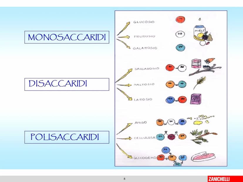804
Biomolecole: le molecole della vita
classe 2 D Prof.ssa Stelitano E.
LE
MOLECOLE
DELLA VITA
CH3
MOLTE UNITA' SEMPLICI
0
SI DICONO
CH₂
CH