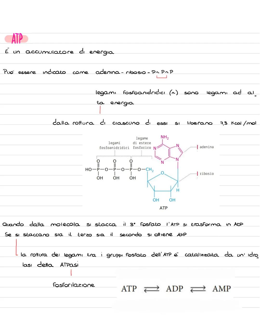 # ALMATIN
## nucleotidi
# ITUGLLVIושו

Sono molecole convolte in diversi processi fondamentali, in alcuni
casi hanno Funzione energetica (AT
