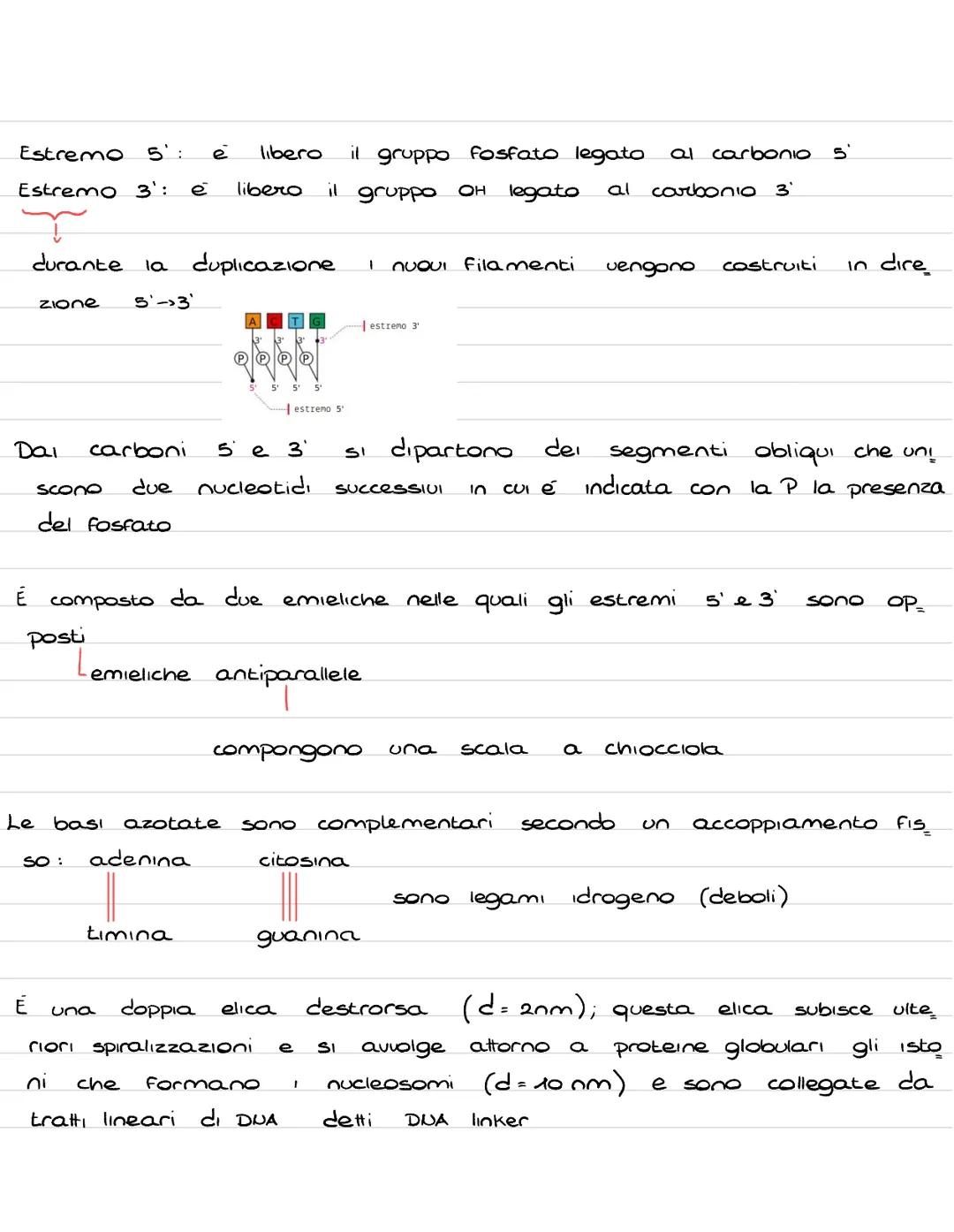 # ALMATIN
## nucleotidi
# ITUGLLVIושו

Sono molecole convolte in diversi processi fondamentali, in alcuni
casi hanno Funzione energetica (AT