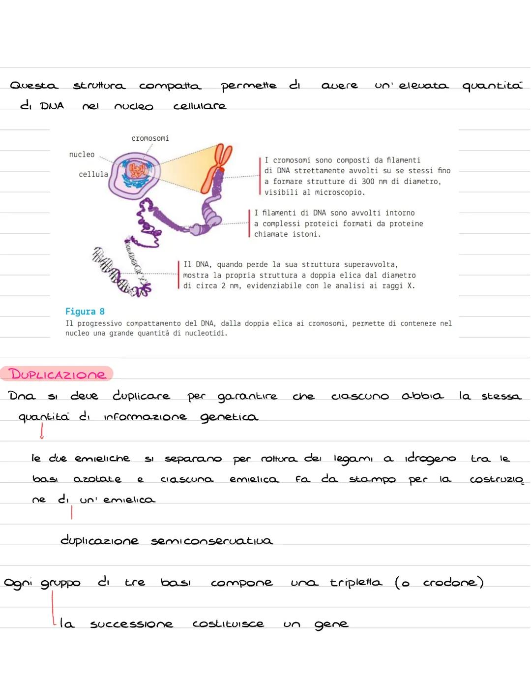 # ALMATIN
## nucleotidi
# ITUGLLVIושו

Sono molecole convolte in diversi processi fondamentali, in alcuni
casi hanno Funzione energetica (AT