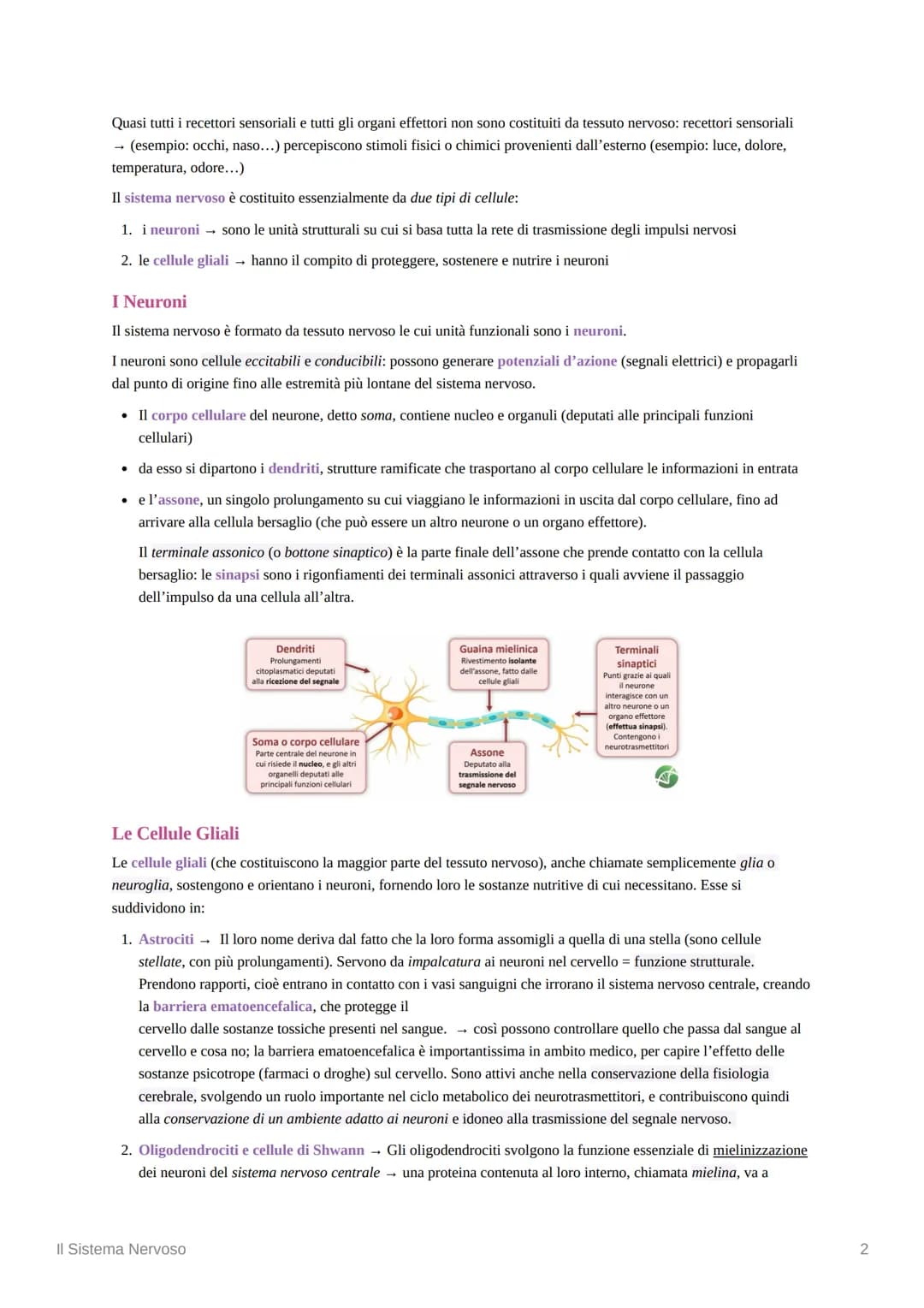 Il Sistema Nervoso
Introduzione alle Neuroscienze
Le neuroscienze rappresentano lo studio scientifico del sistema nervoso. L'idea alla base 
