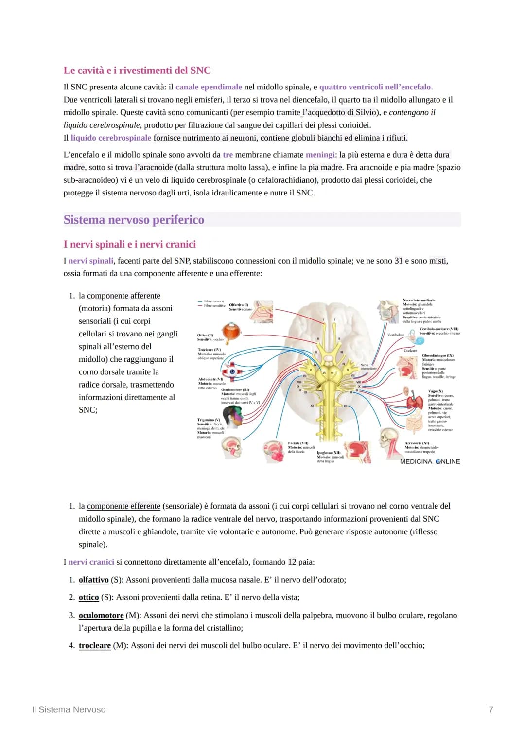 Il Sistema Nervoso
Introduzione alle Neuroscienze
Le neuroscienze rappresentano lo studio scientifico del sistema nervoso. L'idea alla base 