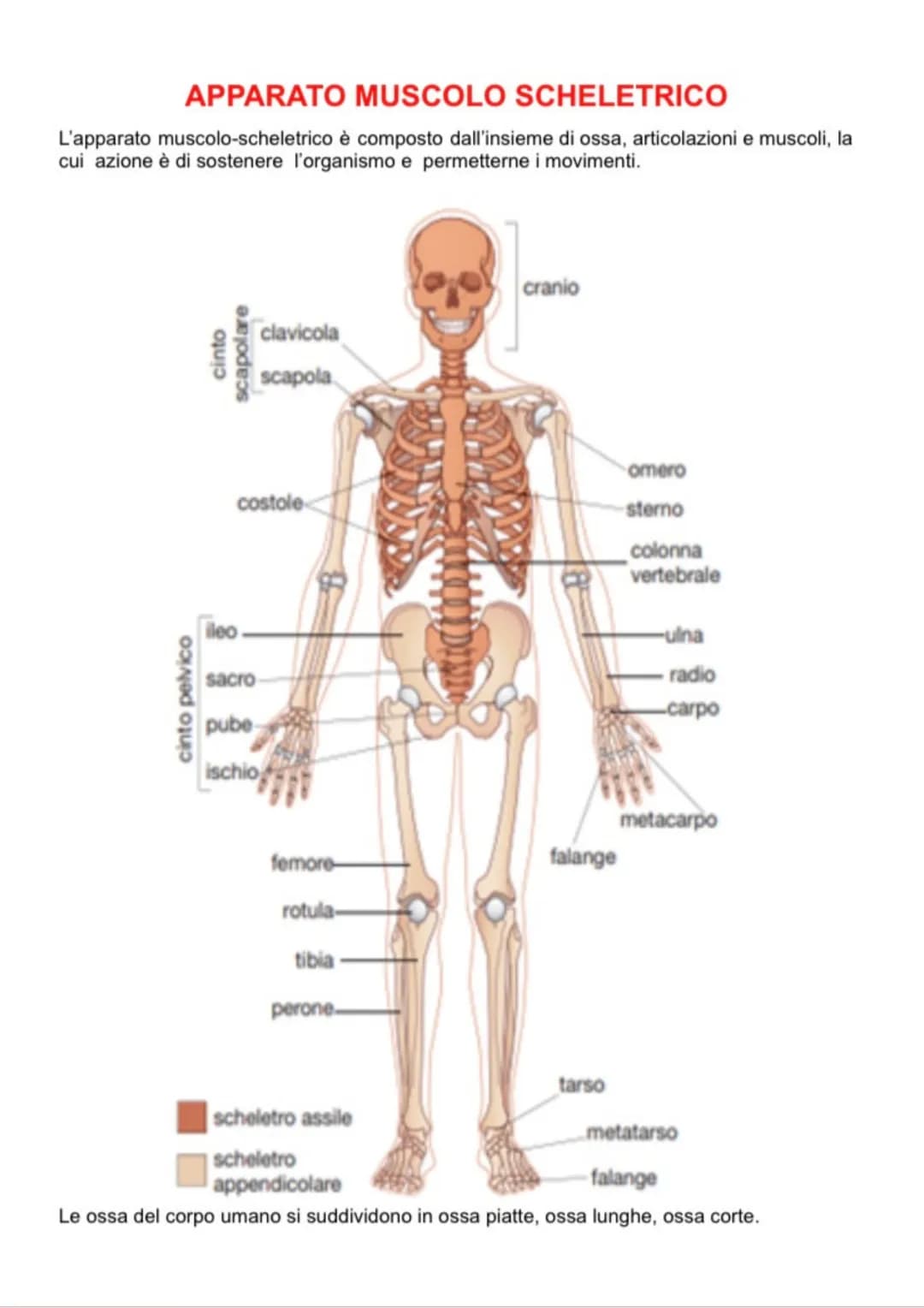 SCIENCE
Anatomia APPARATO MUSCOLO SCHELETRICO
L'apparato muscolo-scheletrico è composto dall'insieme di ossa, articolazioni e muscoli, la
cu