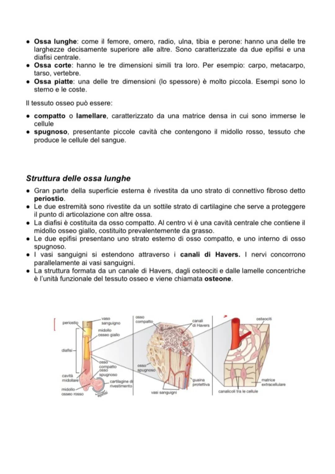 SCIENCE
Anatomia APPARATO MUSCOLO SCHELETRICO
L'apparato muscolo-scheletrico è composto dall'insieme di ossa, articolazioni e muscoli, la
cu