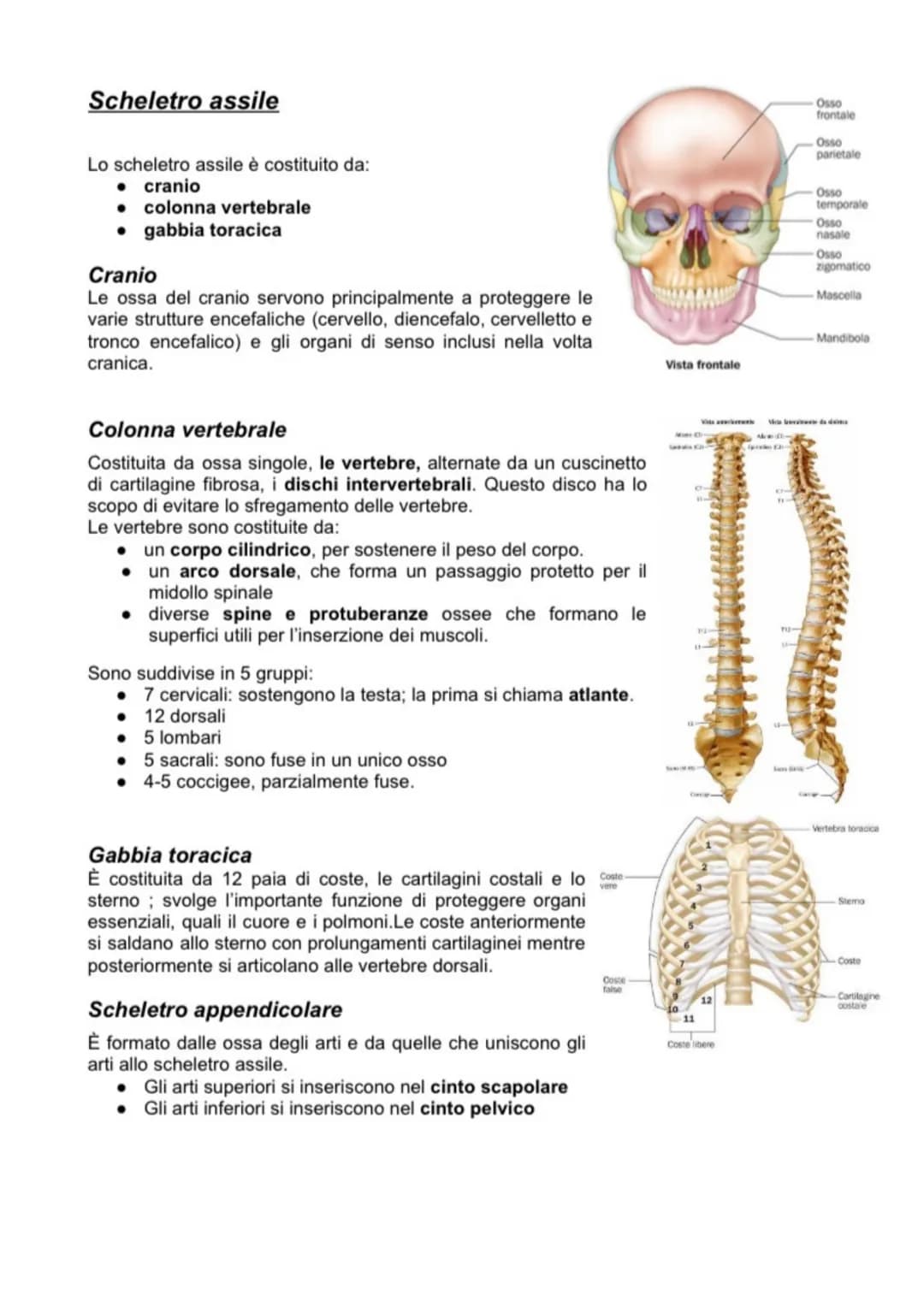 SCIENCE
Anatomia APPARATO MUSCOLO SCHELETRICO
L'apparato muscolo-scheletrico è composto dall'insieme di ossa, articolazioni e muscoli, la
cu