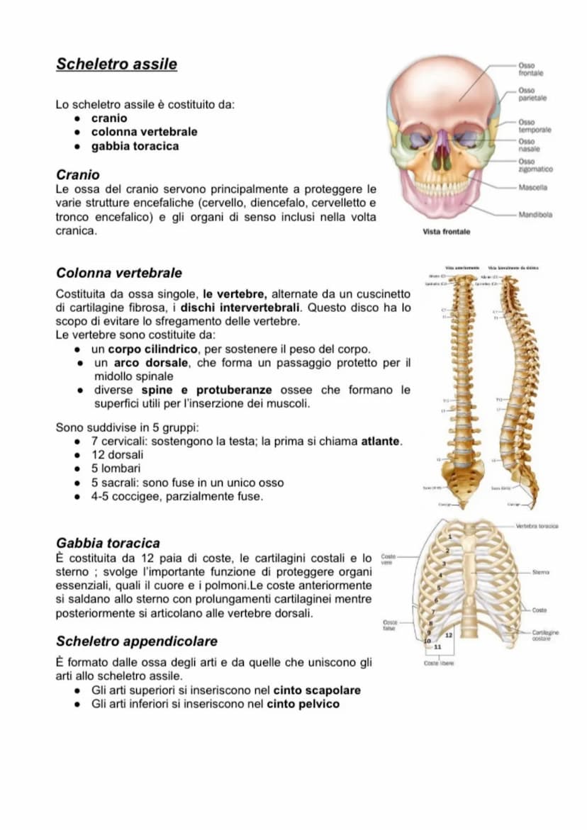 SCIENCE
Anatomia APPARATO MUSCOLO SCHELETRICO
L'apparato muscolo-scheletrico è composto dall'insieme di ossa, articolazioni e muscoli, la
cu