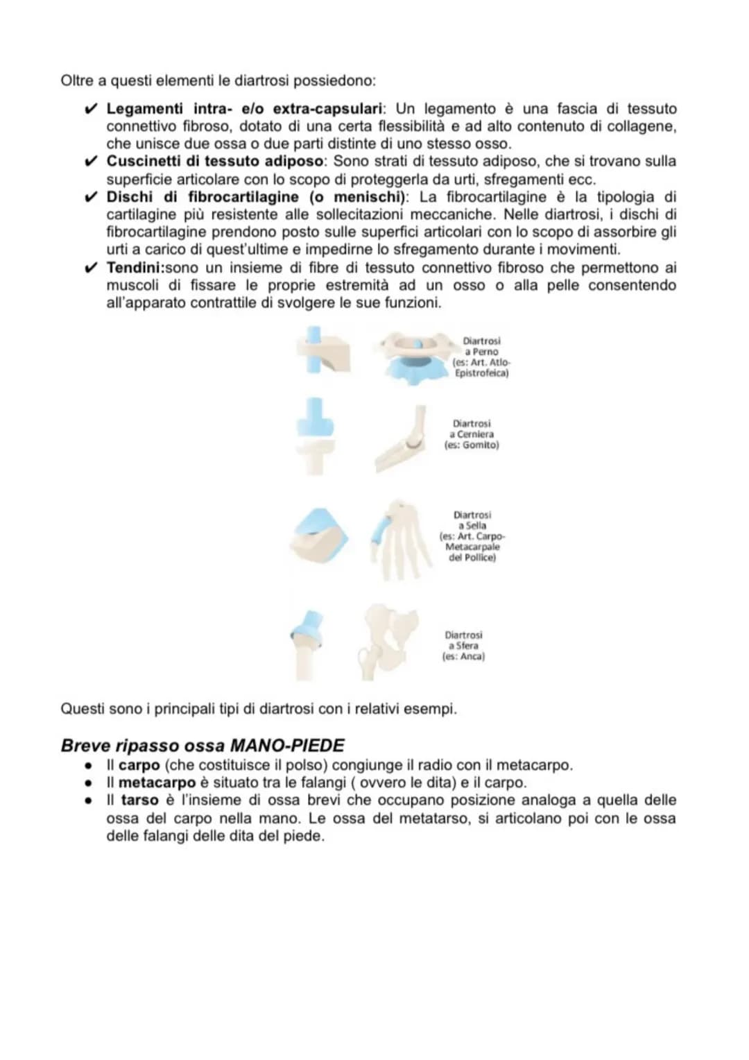 SCIENCE
Anatomia APPARATO MUSCOLO SCHELETRICO
L'apparato muscolo-scheletrico è composto dall'insieme di ossa, articolazioni e muscoli, la
cu