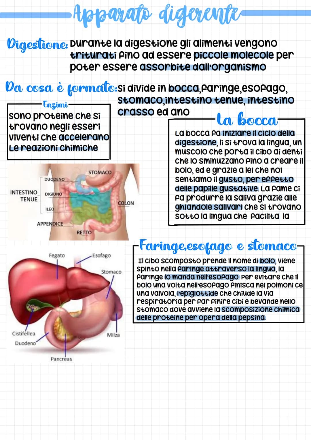 •Apparato digerente
Digestione: Durante la digestione gli alimenti vengono
triturati fino ad essere piccole molecole per
poter essere assorb