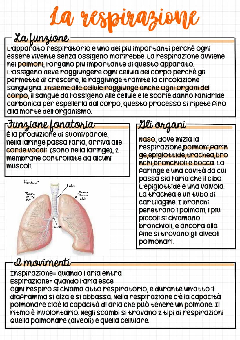 •Apparato digerente
Digestione: Durante la digestione gli alimenti vengono
triturati fino ad essere piccole molecole per
poter essere assorb