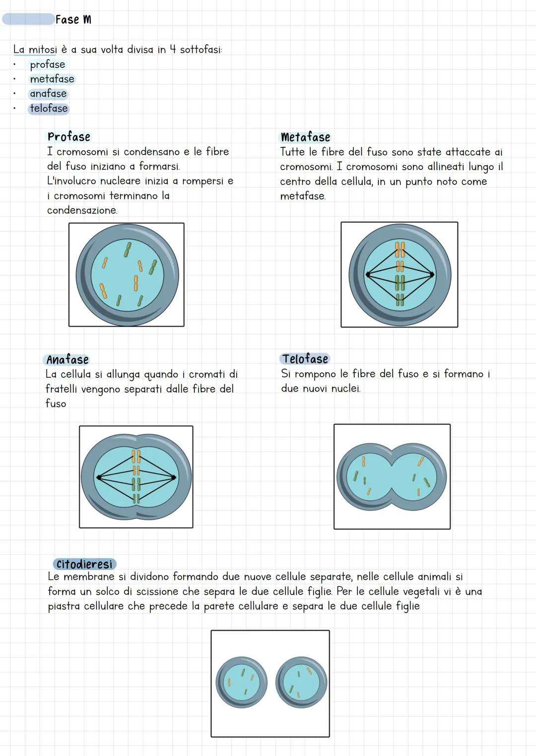 CICLO CELULARE
Il ciclo cellulare è la serie di eventi che avvengono in una cellula eucaristia tra una
divisione cellulare e quella successi