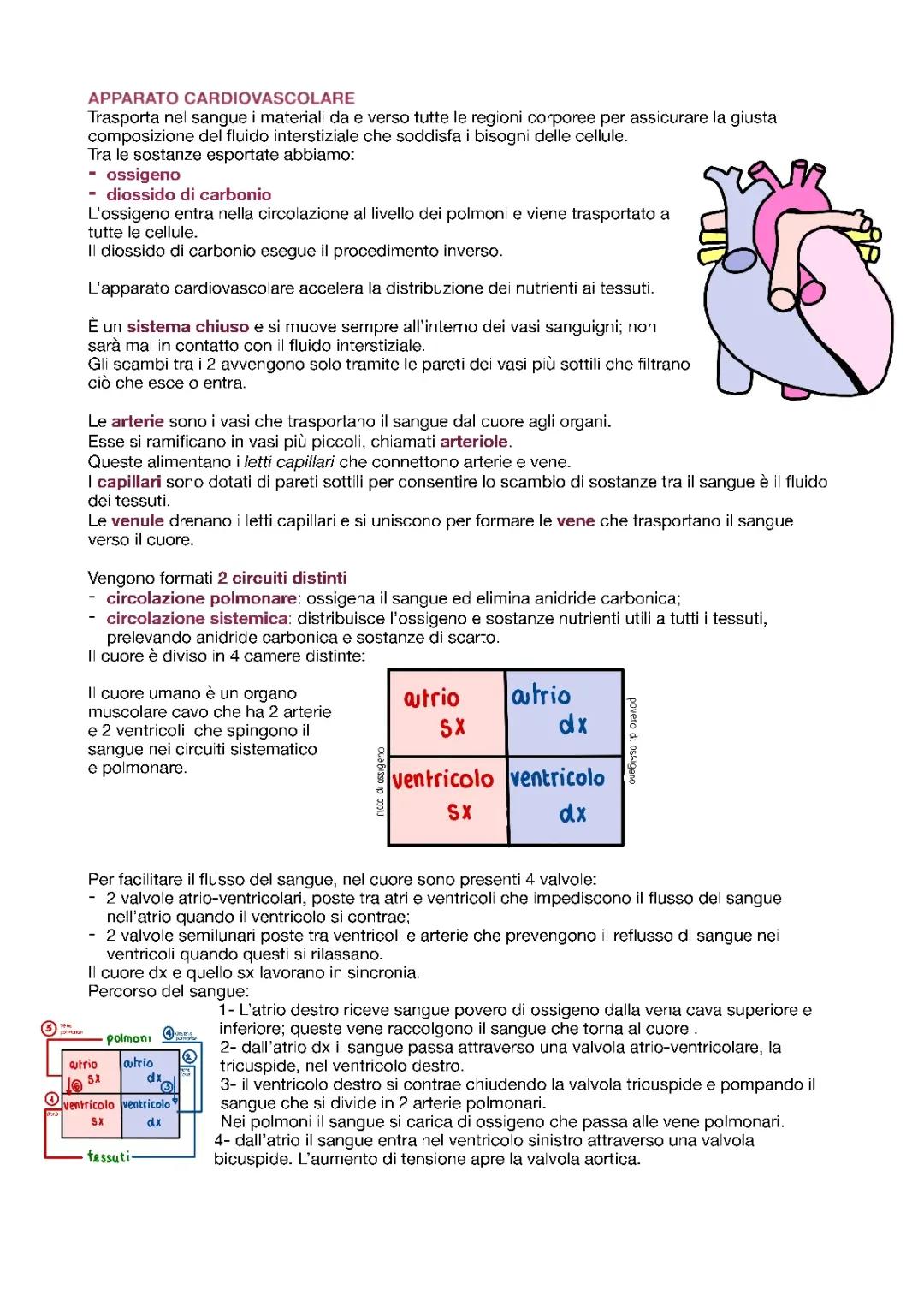 Apparato cardiovascolare