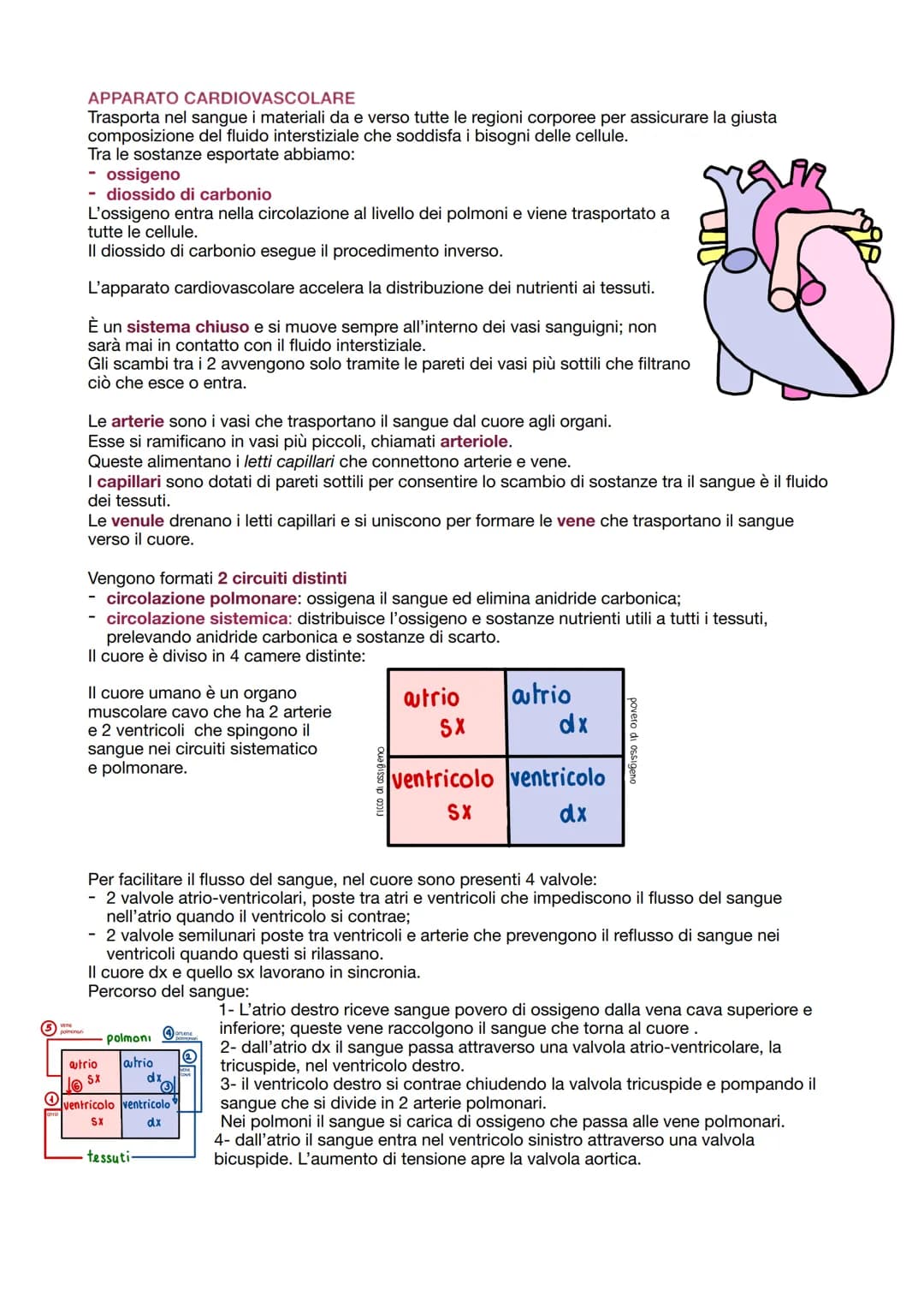 O
polmonari
APPARATO CARDIOVASCOLARE
Trasporta nel sangue i materiali da e verso tutte le regioni corporee per assicurare la giusta
composiz