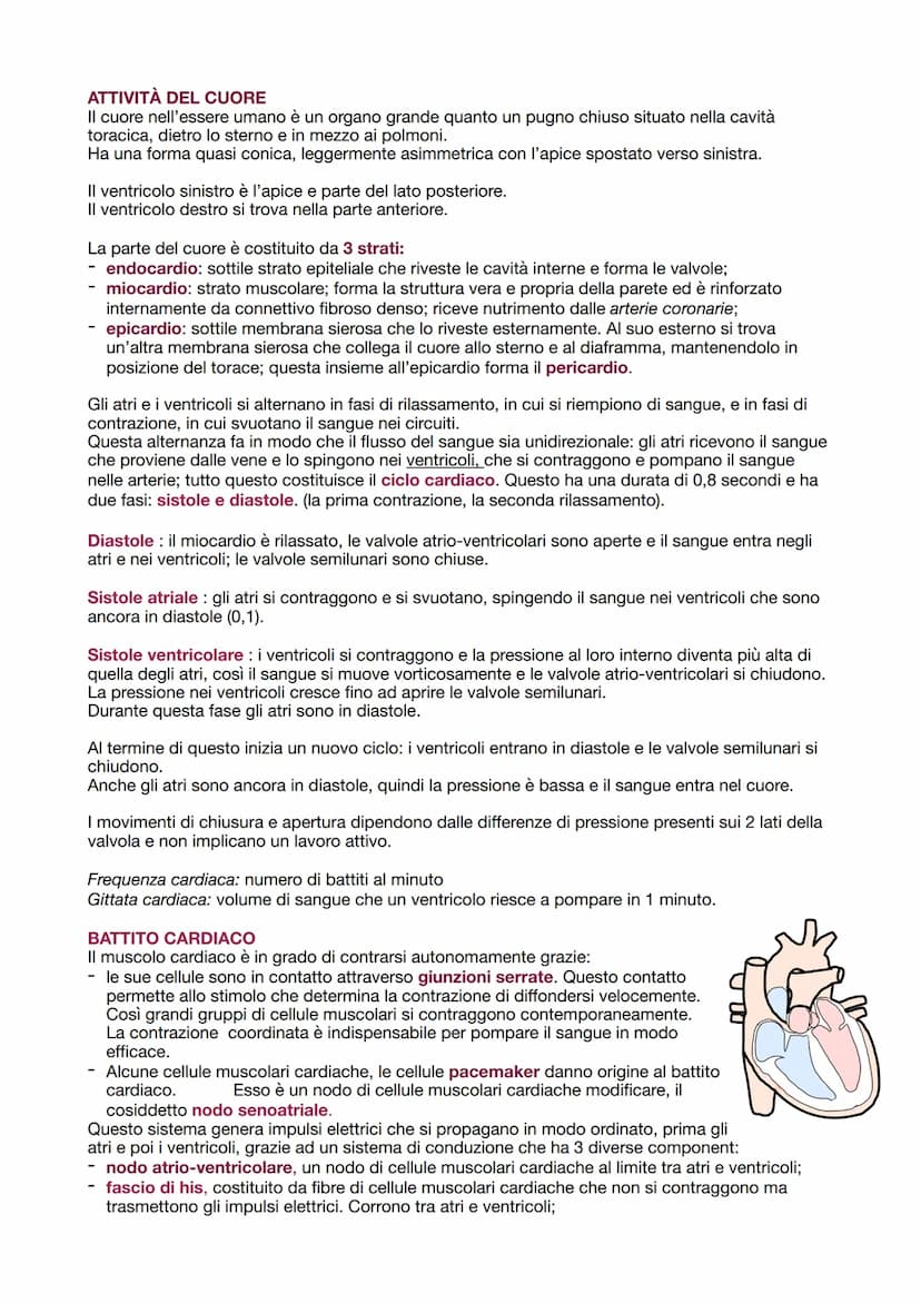 O
polmonari
APPARATO CARDIOVASCOLARE
Trasporta nel sangue i materiali da e verso tutte le regioni corporee per assicurare la giusta
composiz