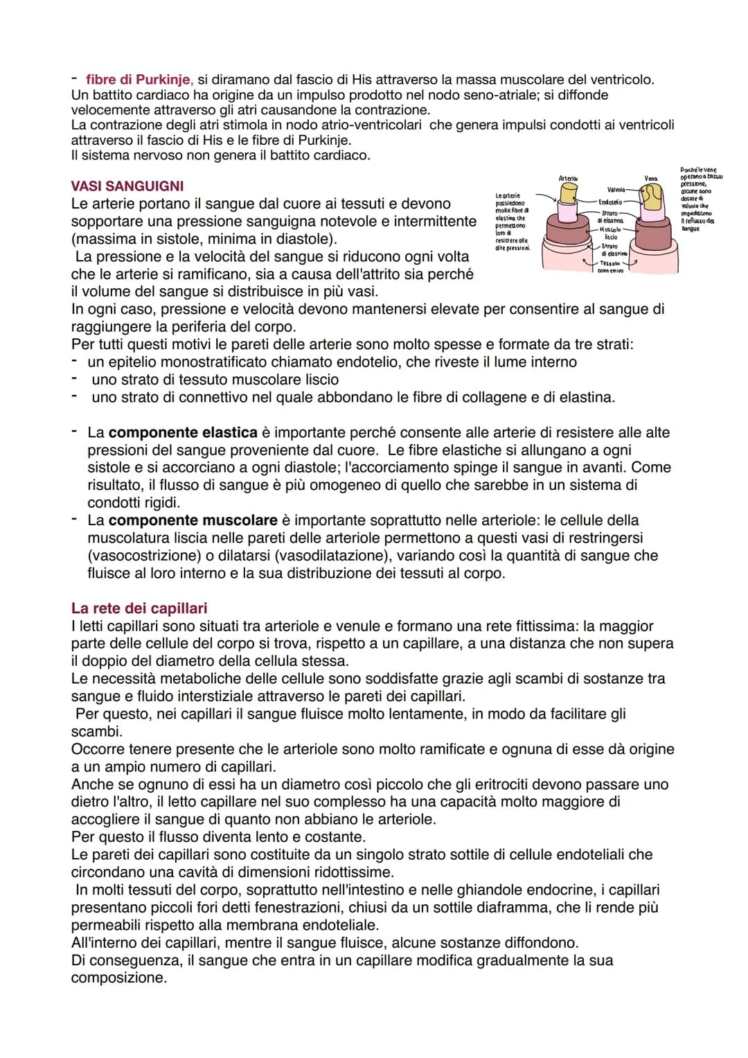 O
polmonari
APPARATO CARDIOVASCOLARE
Trasporta nel sangue i materiali da e verso tutte le regioni corporee per assicurare la giusta
composiz