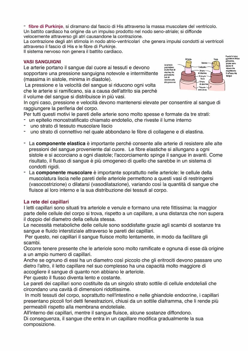 O
polmonari
APPARATO CARDIOVASCOLARE
Trasporta nel sangue i materiali da e verso tutte le regioni corporee per assicurare la giusta
composiz