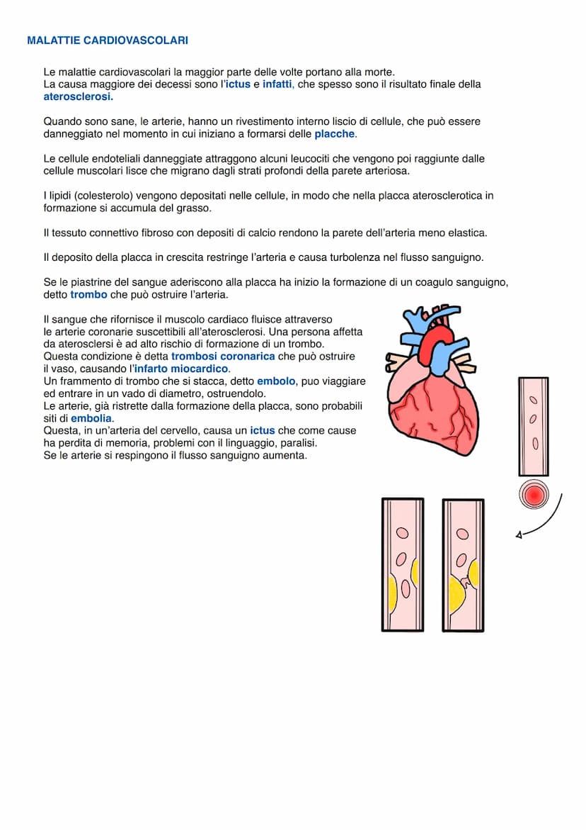 O
polmonari
APPARATO CARDIOVASCOLARE
Trasporta nel sangue i materiali da e verso tutte le regioni corporee per assicurare la giusta
composiz