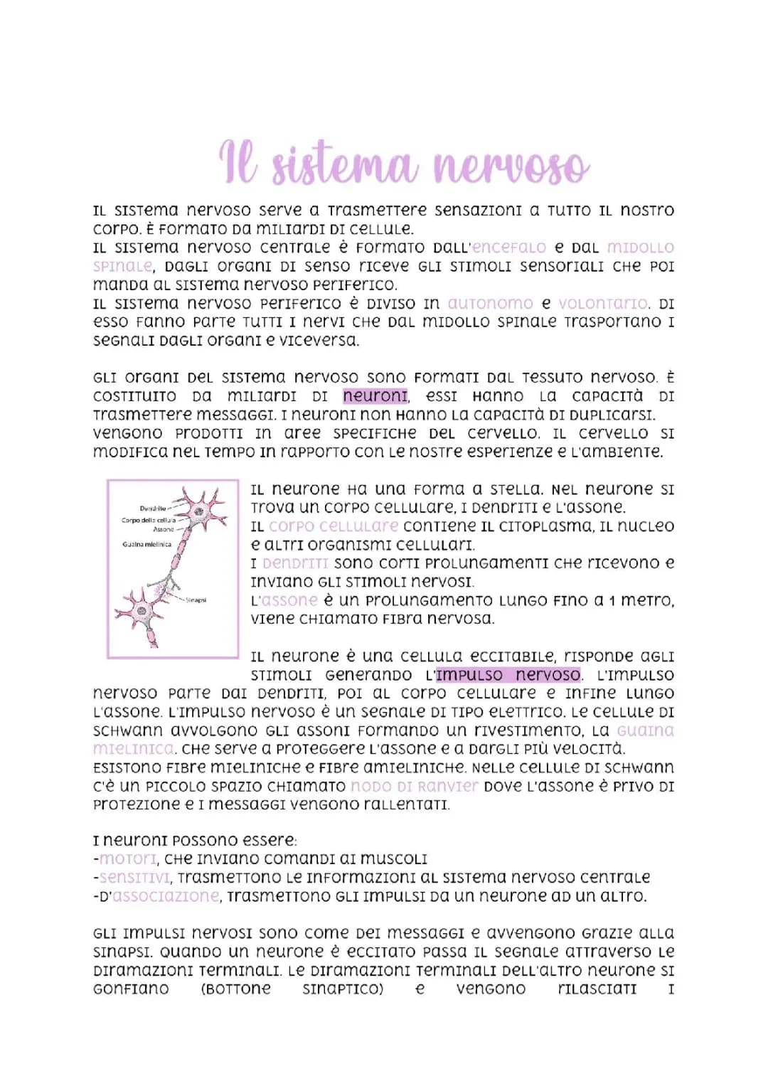 il sistema nervoso 