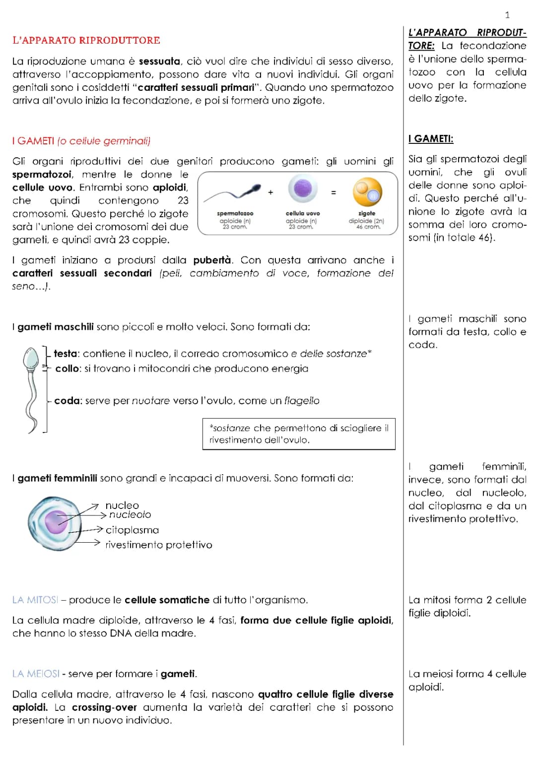 l’apparato riproduttore, i gameti, la mitosi e la meiosi, e apparato maschile e femminile