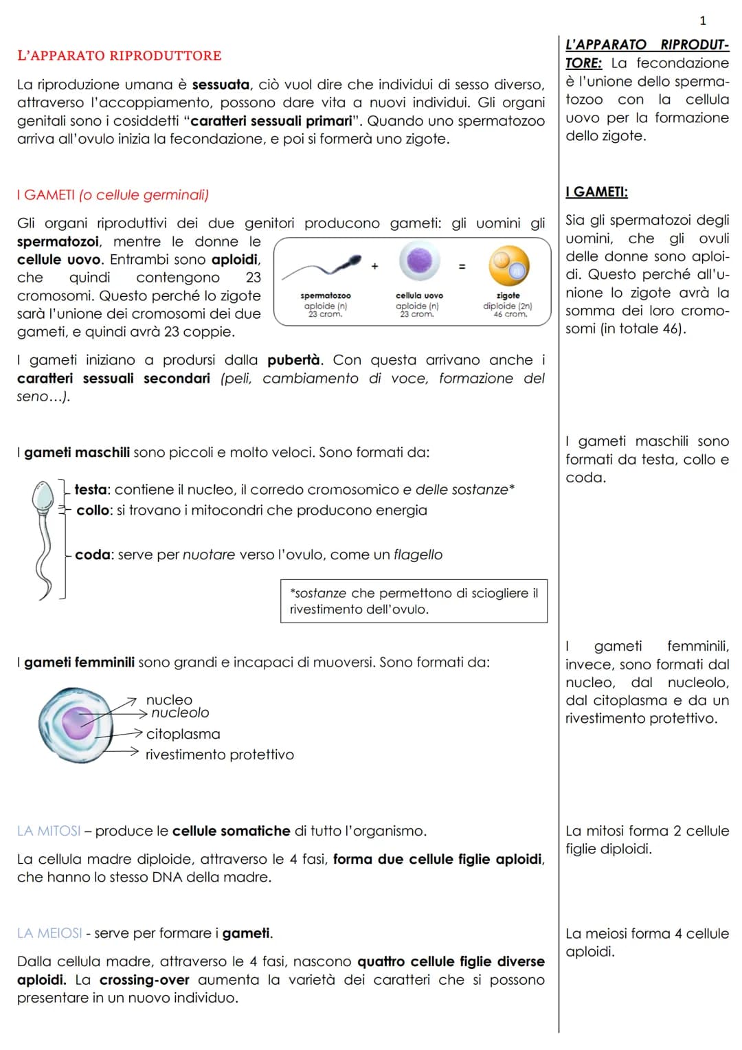 L'APPARATO RIPRODUTTORE
La riproduzione umana è sessuata, ciò vuol dire che individui di sesso diverso,
attraverso l'accoppiamento, possono 