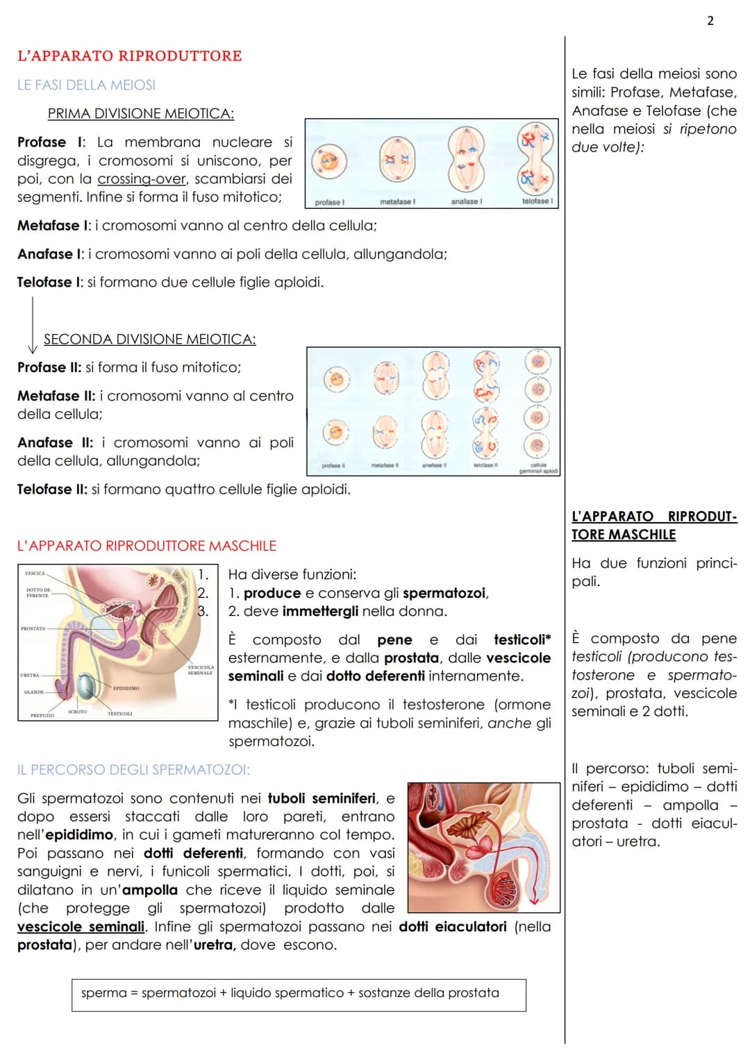 L'APPARATO RIPRODUTTORE
La riproduzione umana è sessuata, ciò vuol dire che individui di sesso diverso,
attraverso l'accoppiamento, possono 