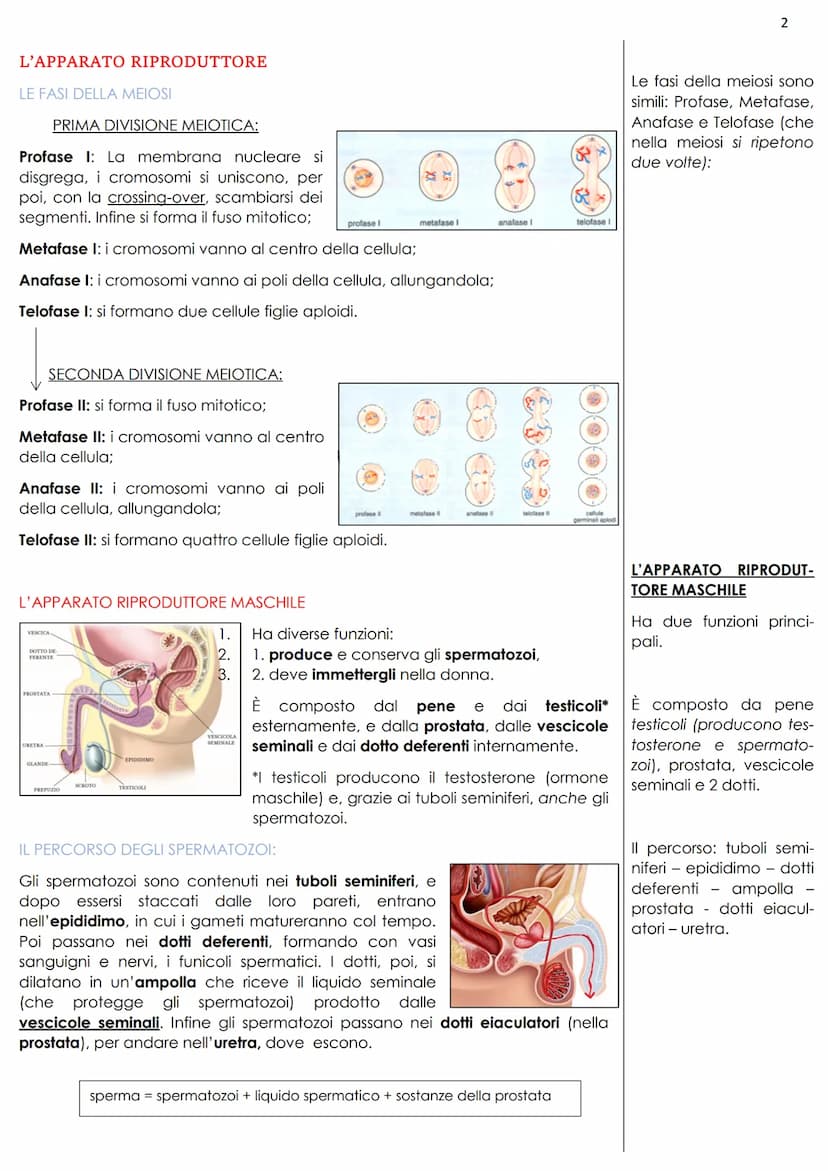 L'APPARATO RIPRODUTTORE
La riproduzione umana è sessuata, ciò vuol dire che individui di sesso diverso,
attraverso l'accoppiamento, possono 