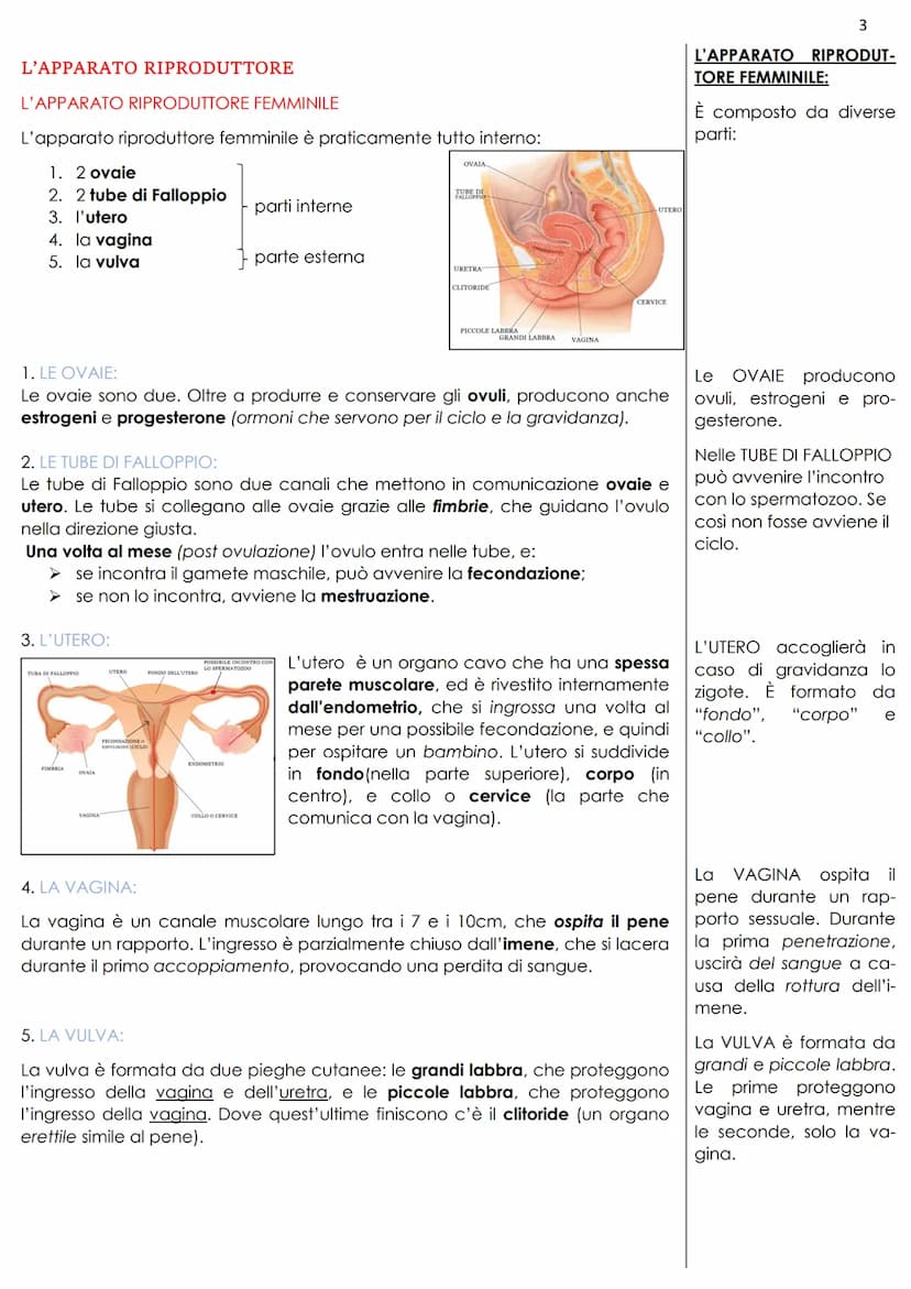 L'APPARATO RIPRODUTTORE
La riproduzione umana è sessuata, ciò vuol dire che individui di sesso diverso,
attraverso l'accoppiamento, possono 