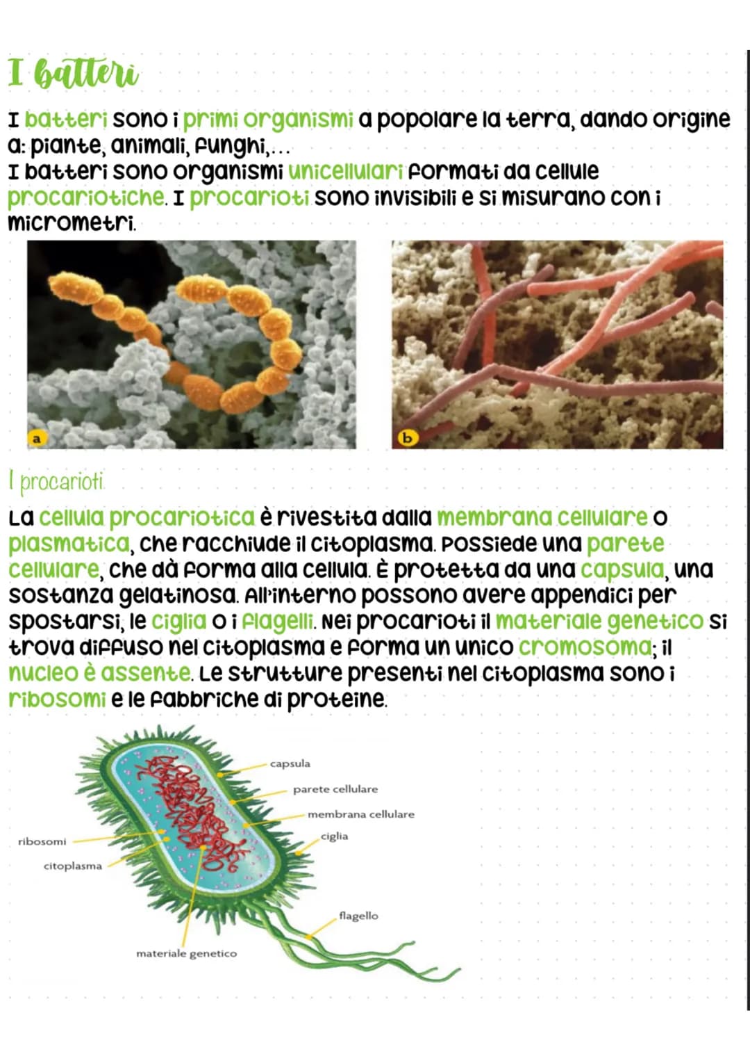 I batteri
I batteri sono i primi organismi a popolare la terra, dando origine
a: piante, animali, funghi,...
I batteri sono organismi unicel