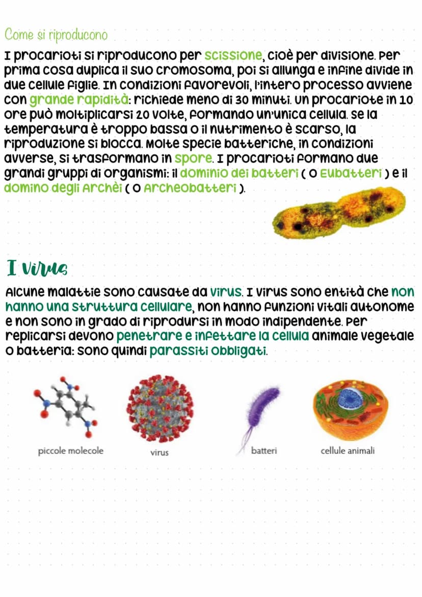 I batteri
I batteri sono i primi organismi a popolare la terra, dando origine
a: piante, animali, funghi,...
I batteri sono organismi unicel