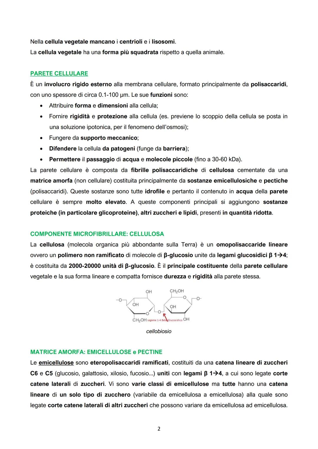 I.
La cellula vegetale: parete e membrana
●
●
● Crescita limitata;
Mobilità;
Numerosi organi e apparati
(organismi pluricellulari con un
det