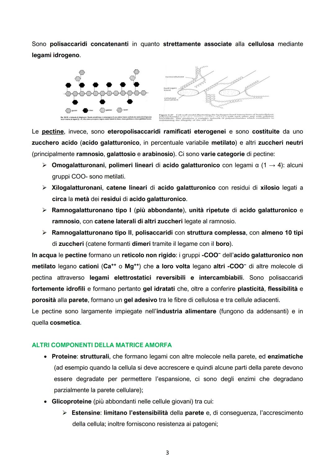 I.
La cellula vegetale: parete e membrana
●
●
● Crescita limitata;
Mobilità;
Numerosi organi e apparati
(organismi pluricellulari con un
det